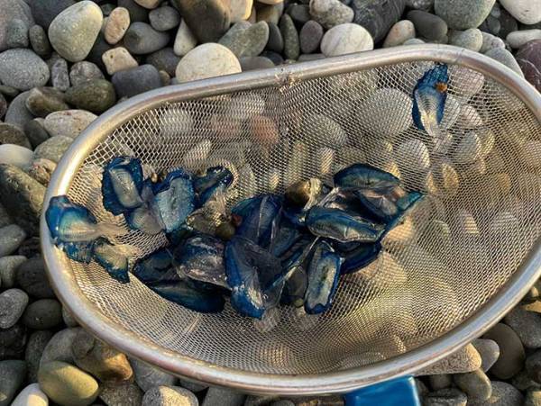 「触っちゃダメ！」　青い石のような物の正体に「危ないね」「覚えておこう」