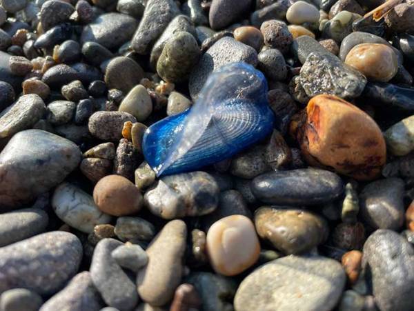 「触っちゃダメ！」　青い石のような物の正体に「危ないね」「覚えておこう」