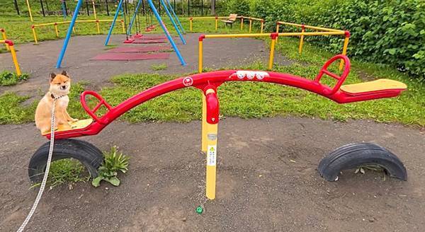 午前５時に散歩する犬　公園での２枚に「お家に帰って寝たほうがいい」