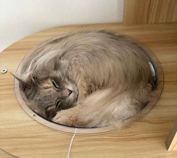 タワーの上で猫が？　眠る姿に「一体感がハンパない」「ココアかよ」
