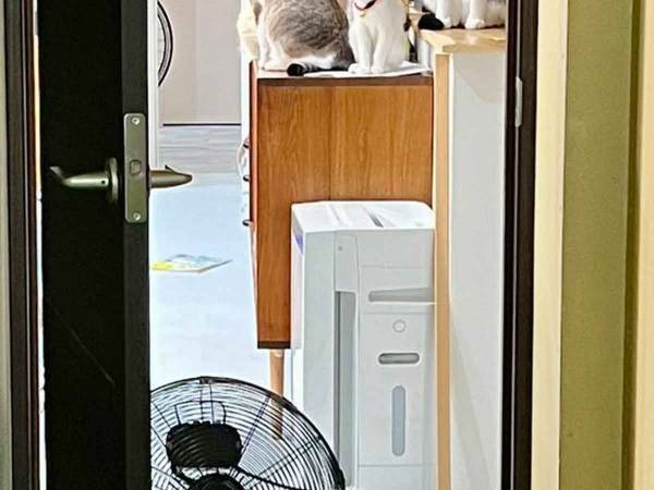 子供部屋をリフォーム中に？　４匹の姿が「笑える」「先陣切るのは誰？」