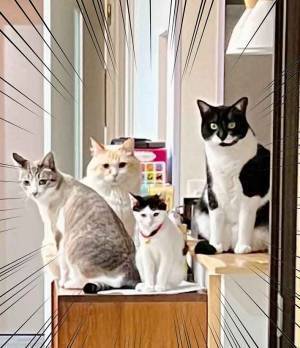 子供部屋をリフォーム中に？　４匹の姿が「笑える」「先陣切るのは誰？」