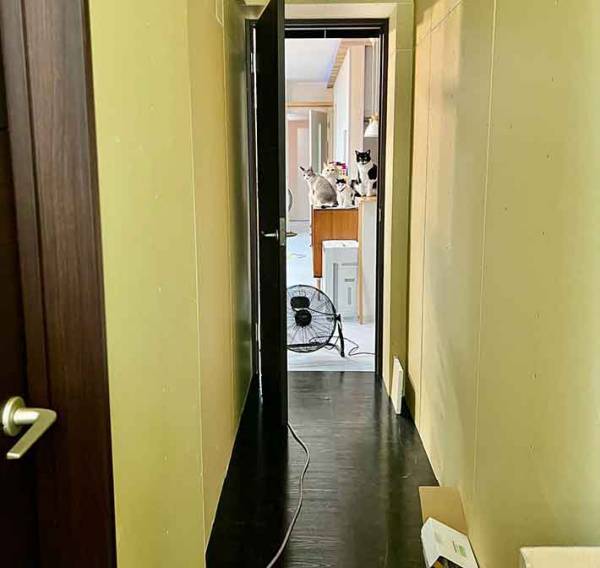 子供部屋をリフォーム中に？　４匹の姿が「笑える」「先陣切るのは誰？」