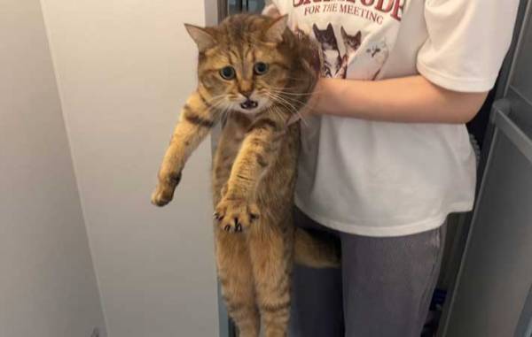 風呂が嫌いな猫　おやつで誘い出すと…「ツボに入った」「顔顔ー！」