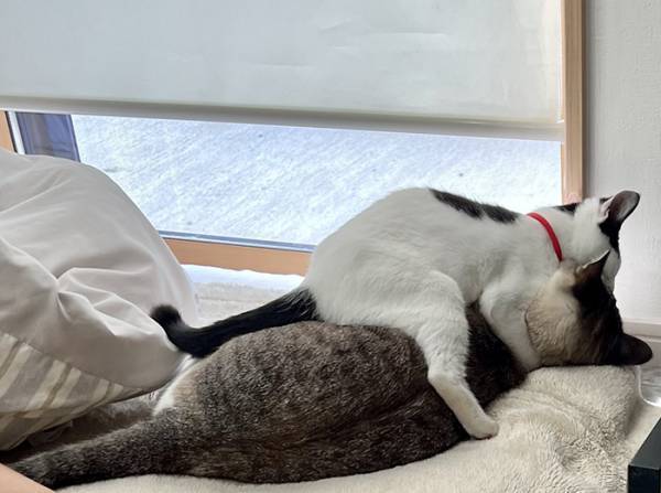 先住猫にじゃれる子猫　その姿に「完全に一致」「それにしか見えない」