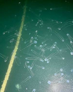 夜の漁港で「地獄と間違えたかな」　理由に「ゾクっとした」「この世のものとは…」