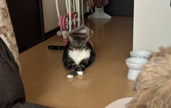 猫の写真