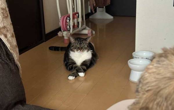 寝坊した飼い主　恐るおそる猫の元へ行くと…「爆笑」「始末書を要求されそう」