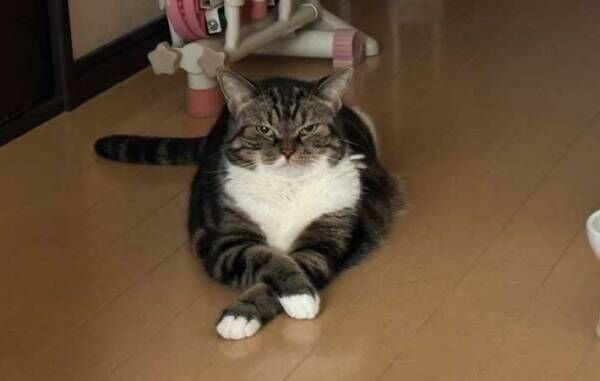 猫の写真