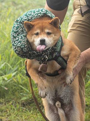 飼い主「その舌の出し方、やめなさい」　泥水まみれの柴犬の表情がこちら
