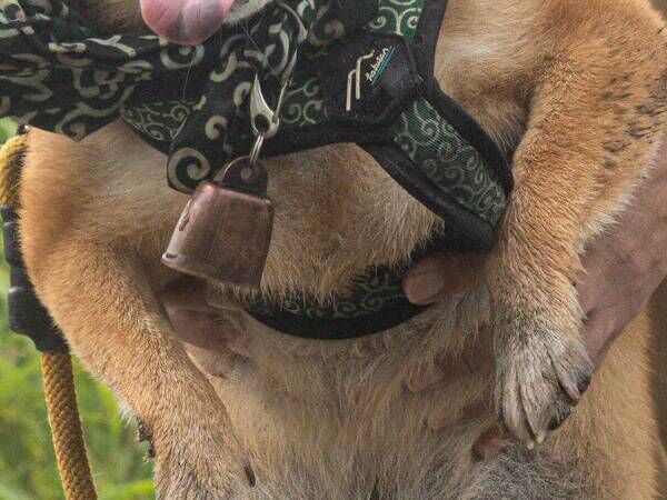 飼い主「その舌の出し方、やめなさい」　泥水まみれの柴犬の表情がこちら