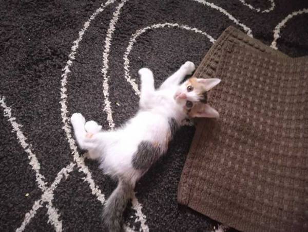 出勤前、猫の様子を収めた写真が話題に　「しっかり稼ぐニャ」「寂しいのかな」