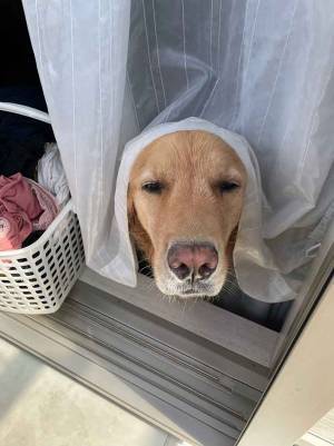 飼い主「生後３か月から変わらない」　ゴールデンの仕草に「昭和に流行ったやつ」