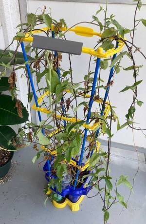 お盆を満喫して帰宅　ベランダに目を向けると？　「笑った」「悲惨」