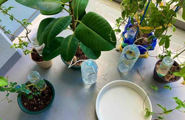 お盆を満喫して帰宅　ベランダに目を向けると？　「笑った」「悲惨」