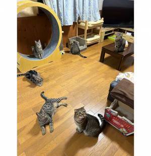 円を作る６匹の猫たち　飼い主のひと言に「笑った」「宇宙を感じてそう」