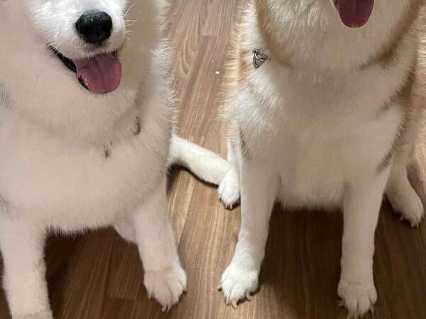 「犬も食べられます」　確かな情報に２匹の反応とは…？