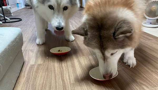 「犬も食べられます」　確かな情報に２匹の反応とは…？
