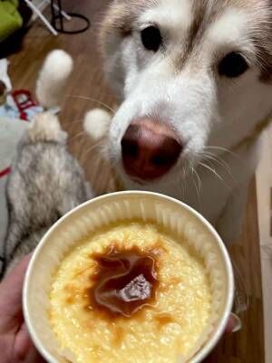 シベリアンハスキーとお菓子の写真