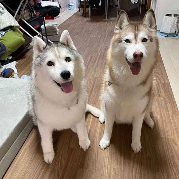 「犬も食べられます」　確かな情報に２匹の反応とは…？