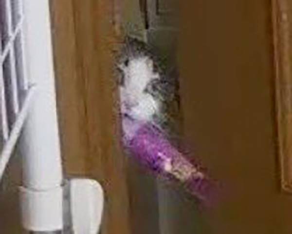 ネイル中の女性が『見守りカメラ』で…　映っていた愛猫の行動に、爆笑！