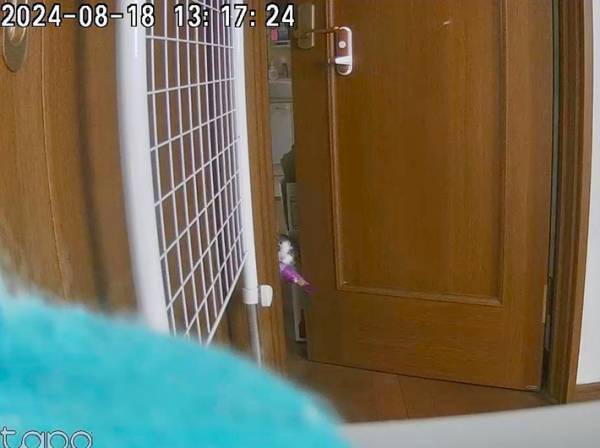 ネイル中の女性が『見守りカメラ』で…　映っていた愛猫の行動に、爆笑！