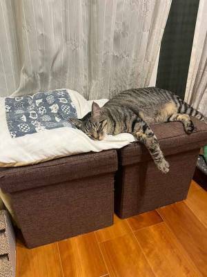 布団でスヤスヤ　猫の１枚に「笑った」「子供の時やってたわ」