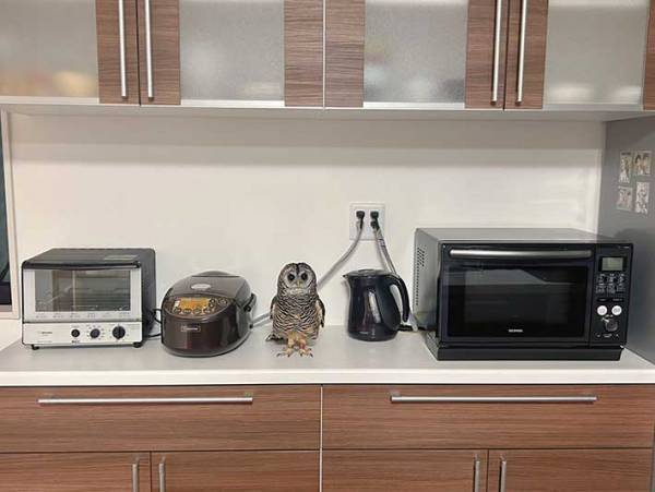 家電が並ぶキッチン　よく見ると？　「擬態している」「笑った」