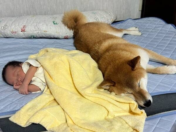 赤ちゃんと柴犬