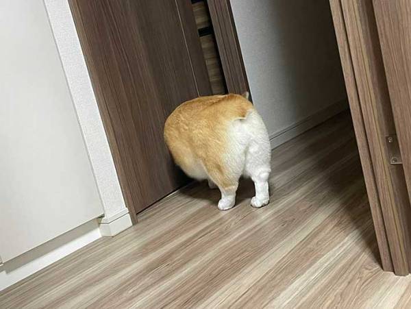 飼い主「ほぼ焼きたての食パンじゃん」　犬の後ろ姿がまるで…？