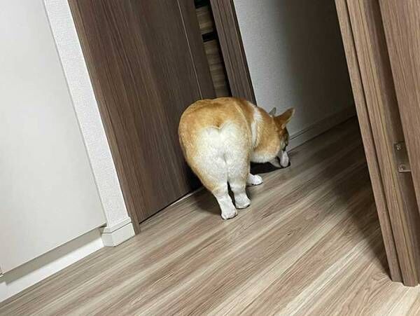 犬の写真