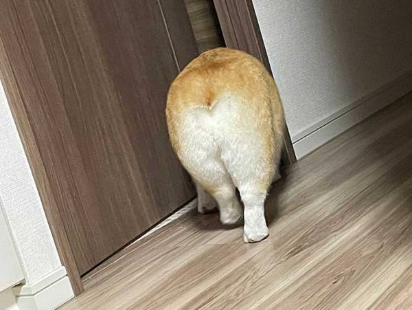 飼い主「ほぼ焼きたての食パンじゃん」　犬の後ろ姿がまるで…？