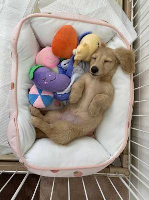 同じベッドで寝る愛犬　２か月と３歳の写真を並べたら…