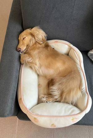 同じベッドで寝る愛犬　２か月と３歳の写真を並べたら…