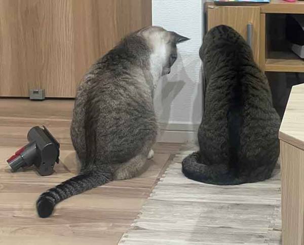 「絶対に何かがいる…」　２匹の姿に「ゾッ」「恐怖でしかない」