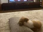 普通にテレビを観る犬？　１枚に「中に小さい人が入っていますね」「こなれ感」