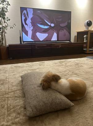 普通にテレビを観る犬？　１枚に「中に小さい人が入っていますね」「こなれ感」
