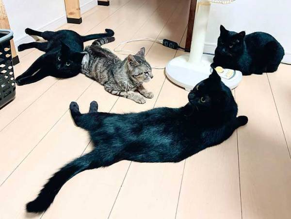 ４匹の猫が写った１枚　その配置に「めっちゃ守られてる」