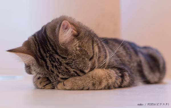 飼い主「せめて息はして」　愛猫の寝相に「吹き出した」「これでいいの？」