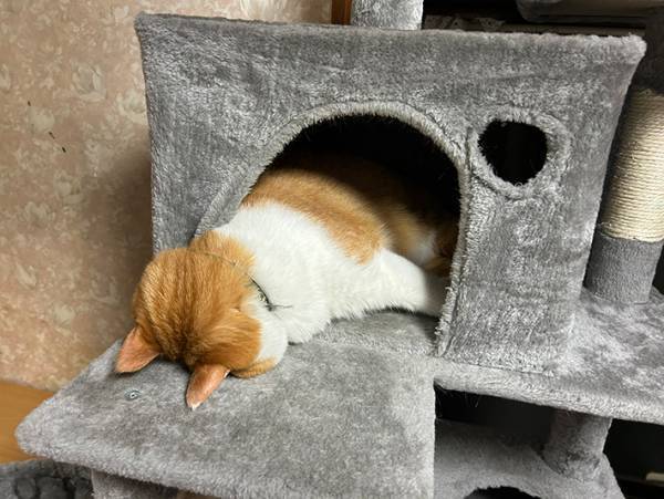 飼い主「せめて息はして」　愛猫の寝相に「吹き出した」「これでいいの？」