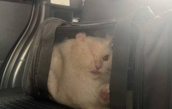 病院に連れて行かれる猫　飼い主を見る表情に「笑った」「怒り顔が世界一」