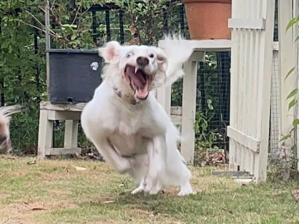 「笑った」「それよりも…」　屈強な肩幅にも、目移りしない表情の犬がこちら