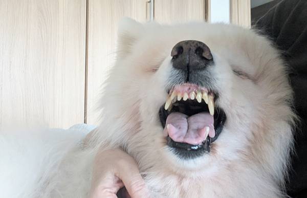 飼い主を見つめるサモエドが？　まさかの展開に「爆笑した」「なんでや！」