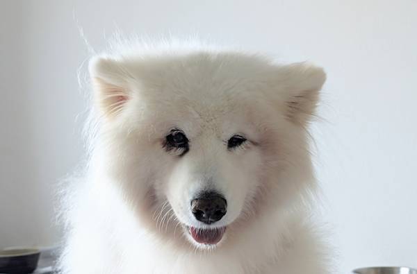 飼い主を見つめるサモエドが？　まさかの展開に「爆笑した」「なんでや！」