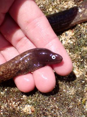 磯で干上がっていた生物に１６万『いいね』　「そんな顔されても困る」「つぶらな瞳」