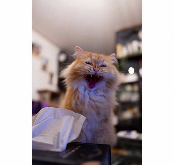 連休最終日に猫が…？　飼い主のひと言に「相当お怒り」「嘘ニャ！」