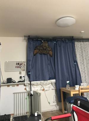 部屋のカーテンに止まっていたのは？　１枚に「バカでかいセミに見えた」「これはビビる」