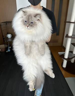 飼い主「こんなに大きくなりました」　猫のビフォーアフターに「すごい変化だ」