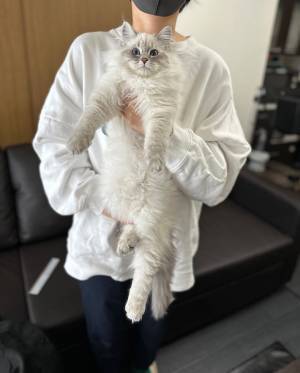 飼い主「こんなに大きくなりました」　猫のビフォーアフターに「すごい変化だ」