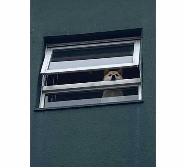 柴犬の『お出迎え』が話題　堂々とした姿に「ご苦労様といってそう」